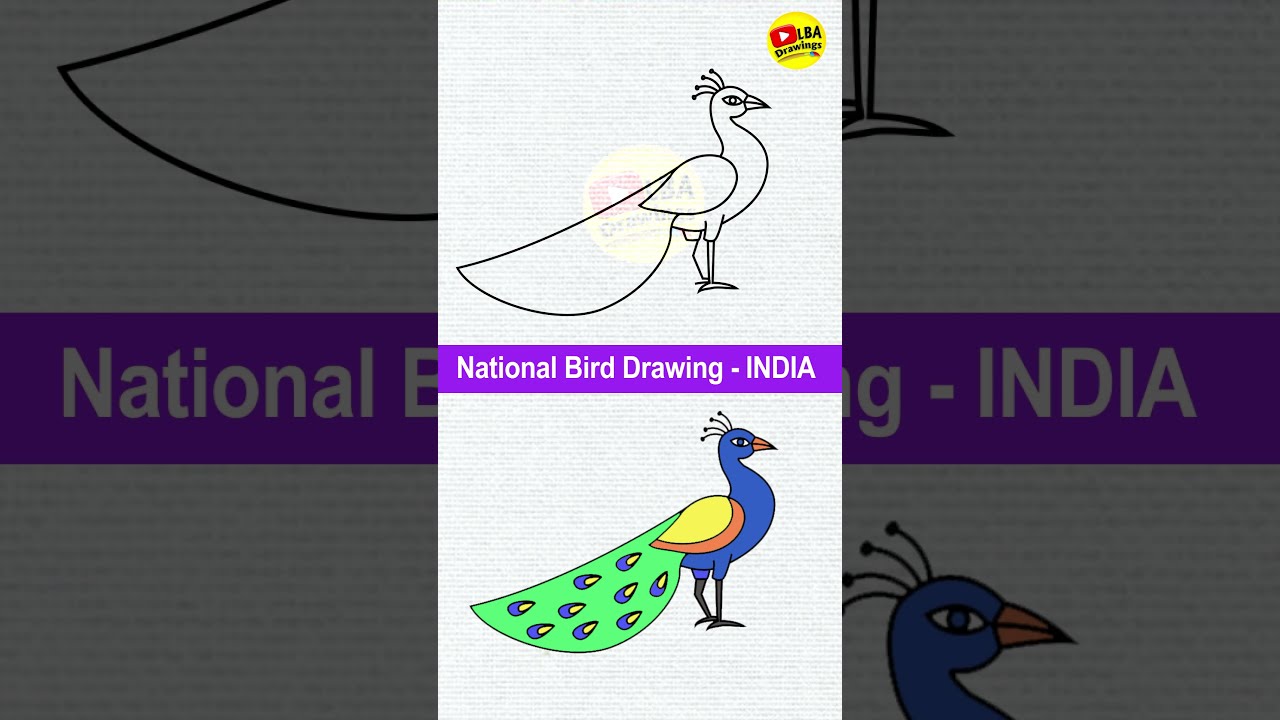 Drawing a Turpial. (national bird of Venezuela) — Hive